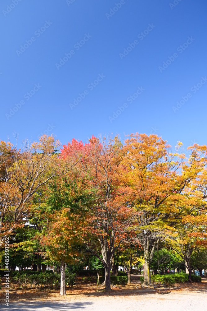 黄葉の欅のある住宅地の公園風景