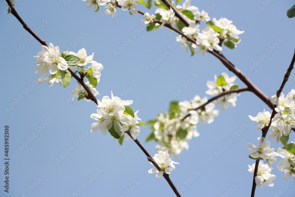 a blooming apple tree branches against a blue sky a blooming apple tree branches against a blue sky