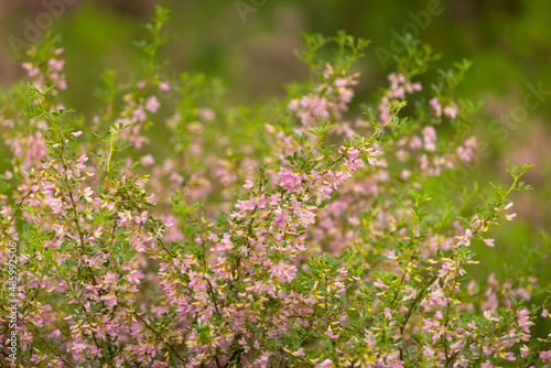 Blooming garden spring flowers. Blooming camel thorn in spring. Medicinal plant  pink flowers. Delicate floral landscape with blurry background and copy space.