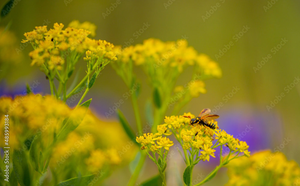 A bumblebee beetle sitting on a flower collects nectar. Spring flowers in the meadow. Cornflower field. Blue flowers in the green grass. Tender spring background with copy space and place for text. A bumblebee beetle sitting on a flower collects nectar. Spring flowers in the meadow. Cornflower field. Blue flowers in the green grass. Tender spring background with copy space and place for text.