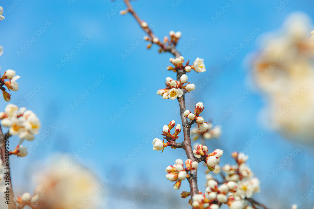 The plum blossoms that herald spring have bloomed