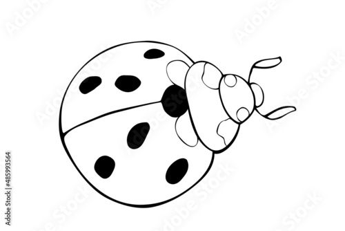 Vector black outline ladybug in doodle style. Cute insect, isolated. Top view. Clipart, design element on theme of nature, spring, summer