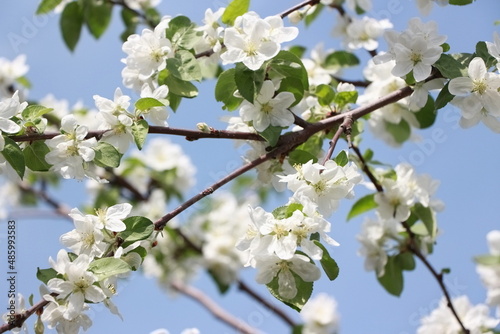 white apple blossoms against a blue sky