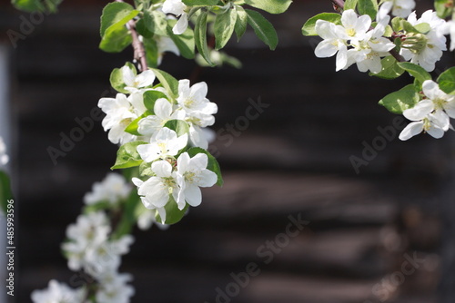 white apple blossoms on a dark background