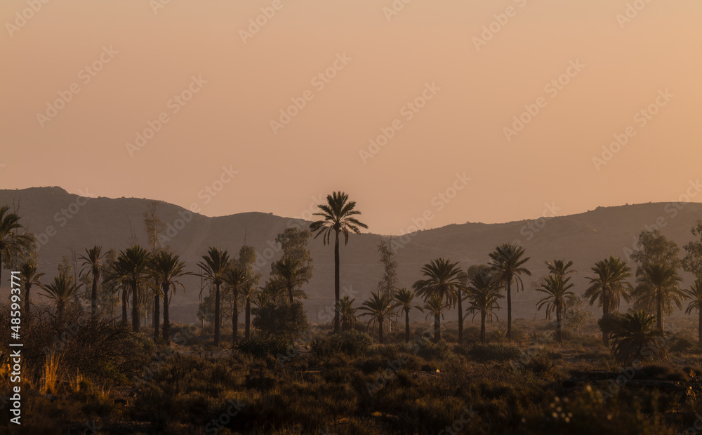 Landscape of tabernas desert, Almeria, Spain, with palm trees, during sunset