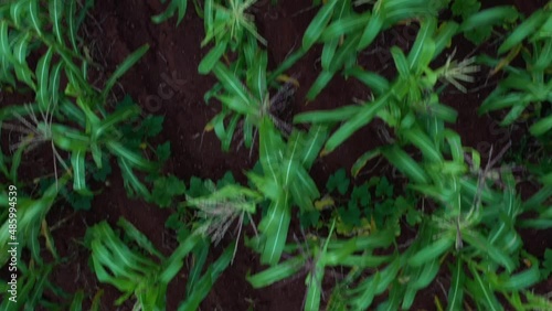 Zenith view of a corn field photo