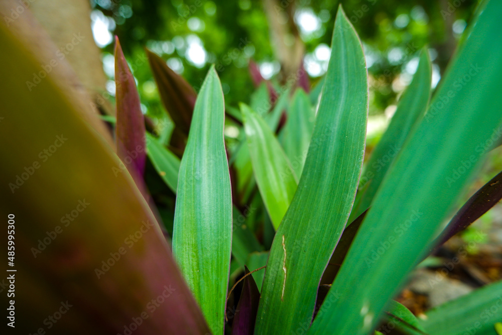 Fototapeta premium close up of a plant