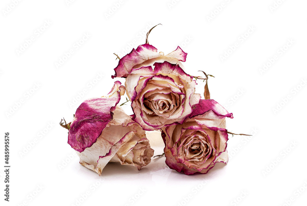 Dry roses isolated on white background Dry roses isolated on white background