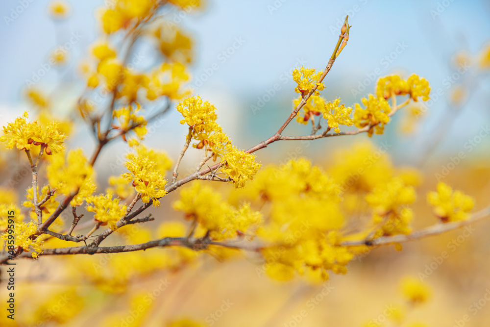Cornus officinalis, heralding spring, has bloomed Cornus officinalis, heralding spring, has bloomed