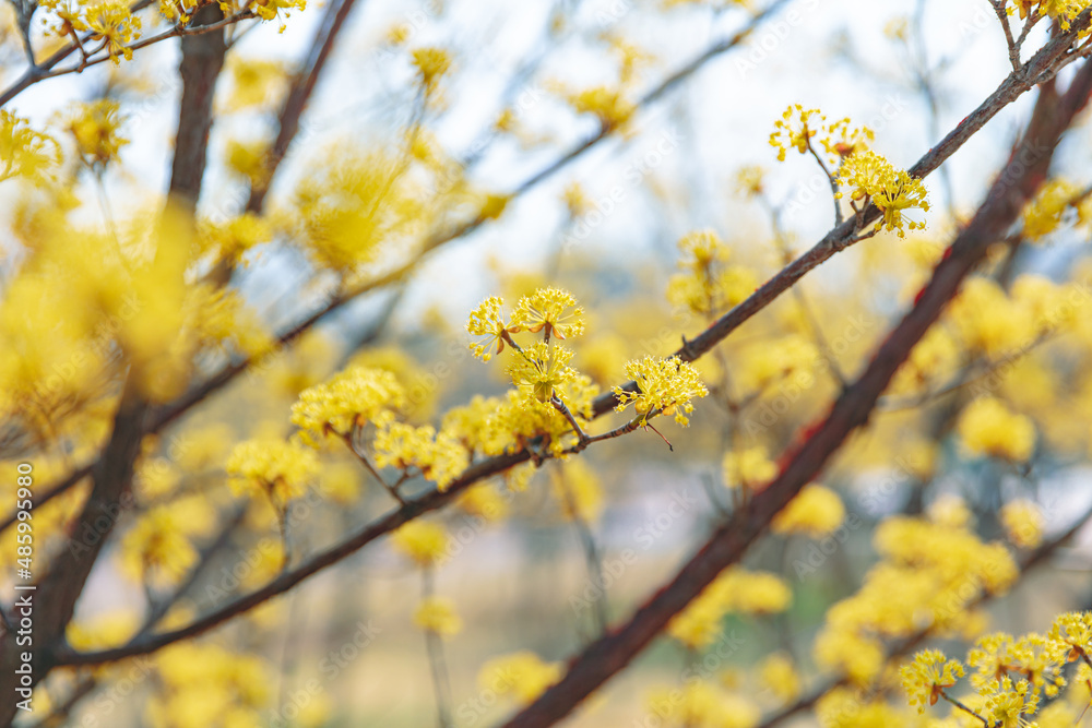 Cornus officinalis, heralding spring, has bloomed Cornus officinalis, heralding spring, has bloomed