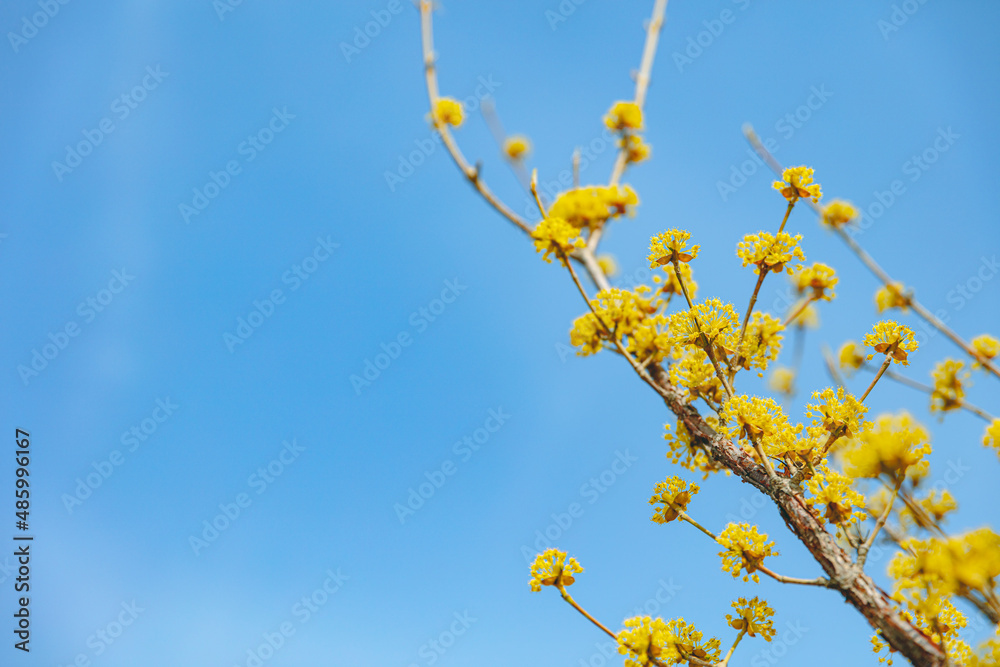 Obraz premium Cornus officinalis, heralding spring, has bloomed
