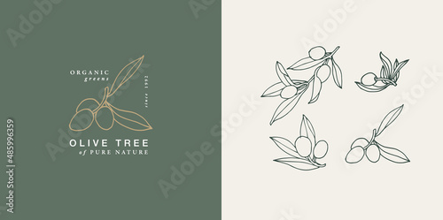 Vector illustration olive branch - vintage engraved style. Logo composition in retro botanical style. photo
