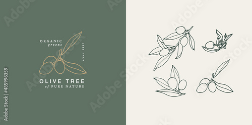 Vector illustration olive branch - vintage engraved style. Logo composition in retro botanical style.