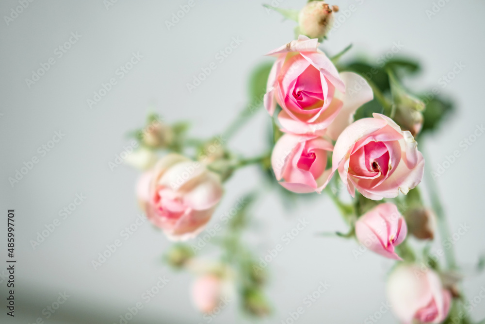 Beautiful rose flowers. pink bush rose on a gray background. tea rose.
