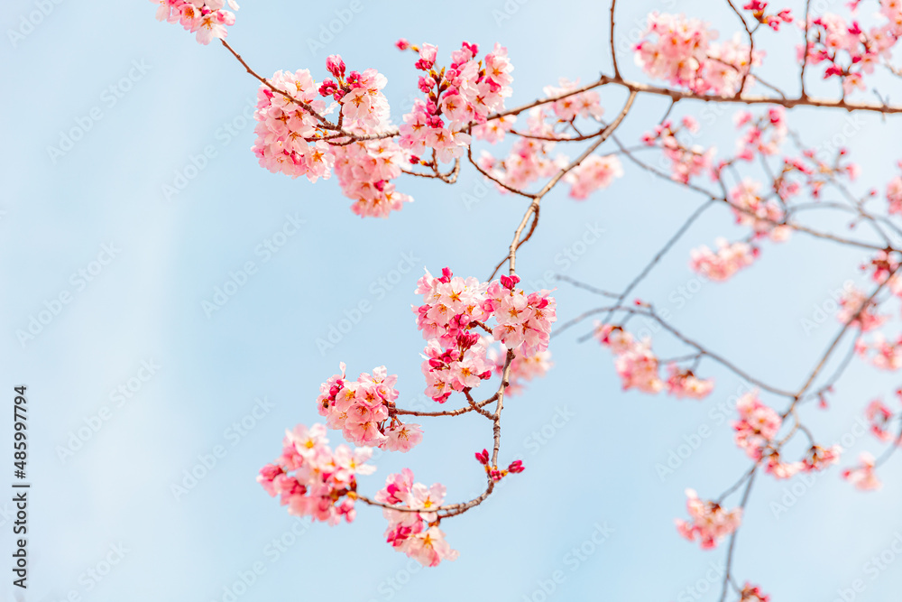 Red plum blossoms heralding spring Red plum blossoms heralding spring