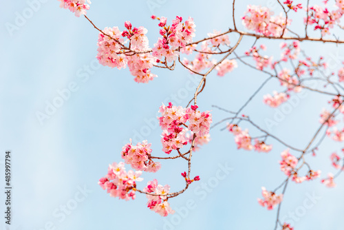 Red plum blossoms heralding spring