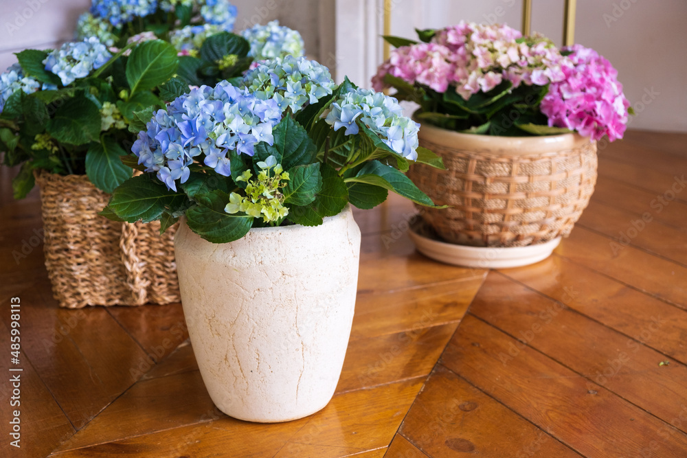 Beautiful hydrangea flowers. Blue, green, white, pink flowers. Hydrangeas in baskets.
