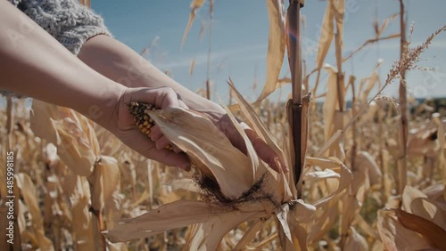 Footage that shows plucking a dried corn ear from the stalk. photo
