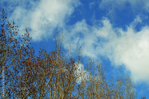 Green branches in early spring