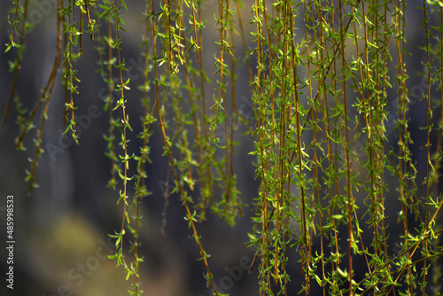 Green willow branches