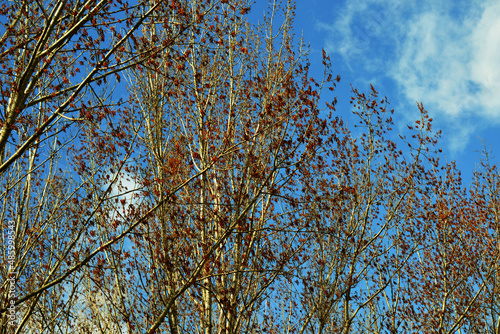 branches of a tree against the sky