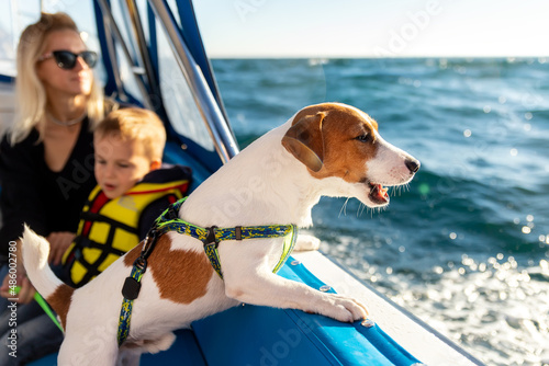 Slika na platnu Profile side view of cute adorable little jack russel terrier dog sailing with family on luxury yacht boat deck against clean blue azure water on bright sunny summer day