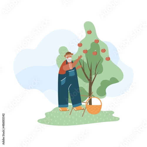 Old gardener working flat vector illustration. Working gardener. Set of flat vector illustrations. Fruit tree.