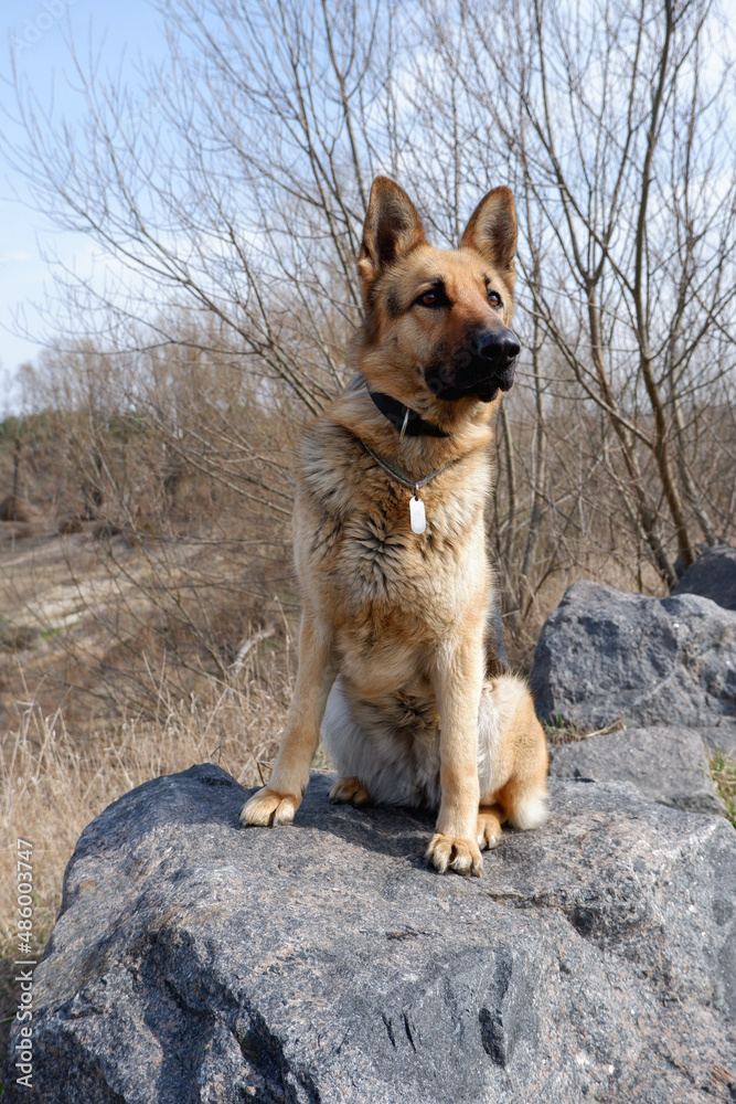 Naklejka premium Portrait of a German Shepherd sitting on a huge granite stone on the side of the lake. Walking with a pet guard