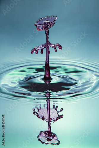 Beautiful water rose