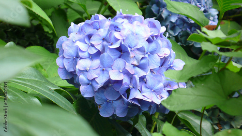 bl  hende Hortensie violett