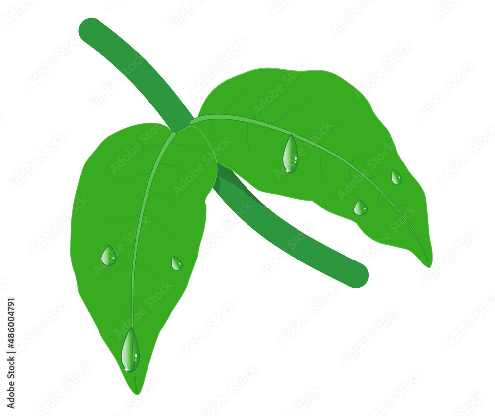 Illustration. Leaves and branch of jasmine (green), and water droplets and stars. white background with copy space Illustration. Leaves and branch of jasmine (green), and water droplets and stars. white background with copy space