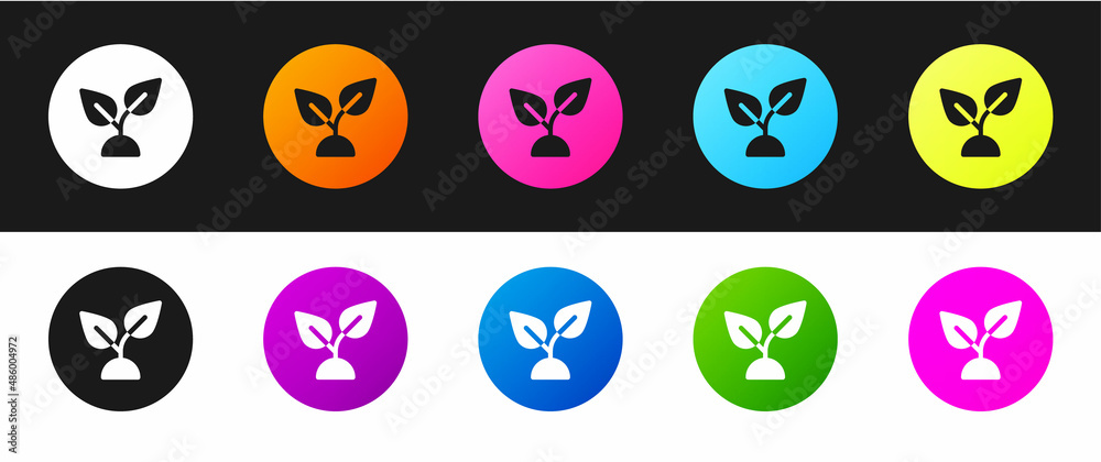 Set Plant based icon isolated on black and white background. Vector