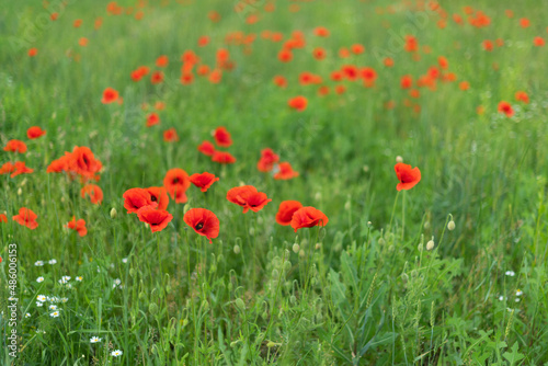 red poppies bloom on a green field