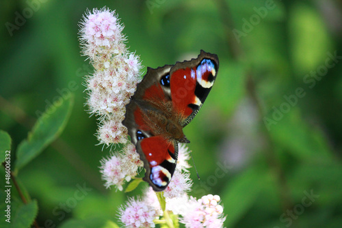 Aglais Io, the European peacock, better known as the peacock butterfly, sits on a Spirea flower.