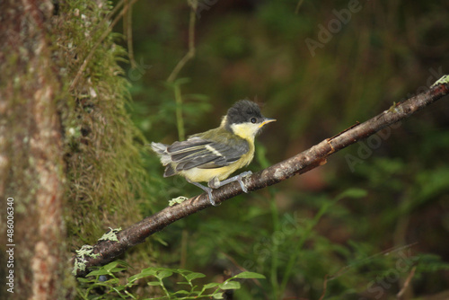 Fotografija Fledgling of the Great Tit bird in the forest