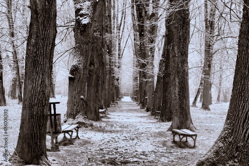 park Kościuszki zimą