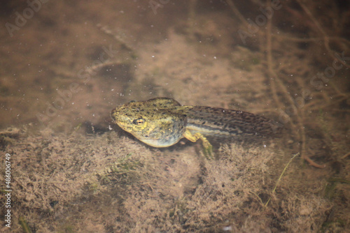 The tadpole of the pond frog (Pelophylax lessonae) is basking near the shore on a sunny summer day.