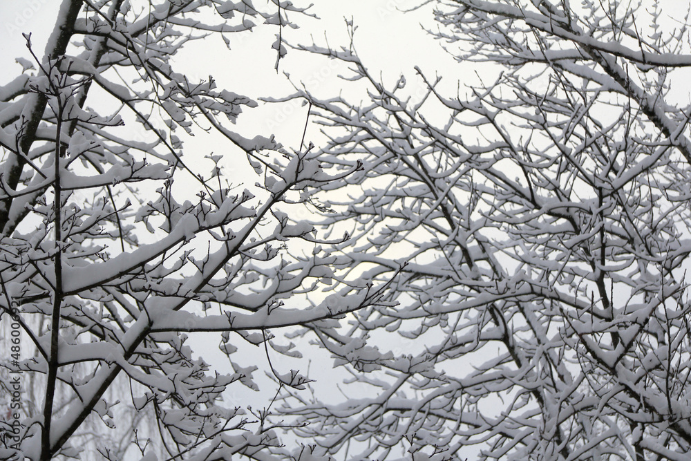 Obraz premium snowdrifts on tree branches in the early morning. magical winter park