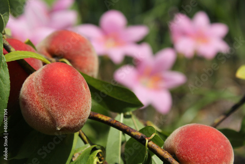 Peach Tree with Fruit Ready To Harvest and Pink Rain Lilies in Background photo