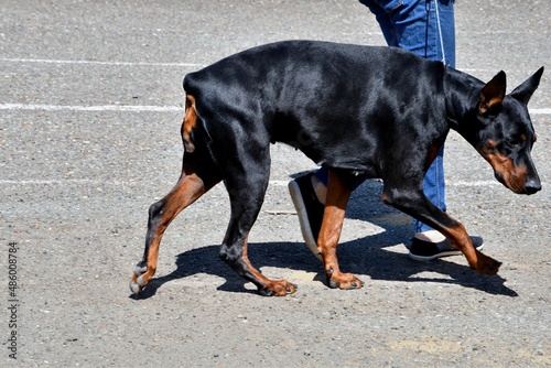 A Doberman dog on a walk on a summer day 