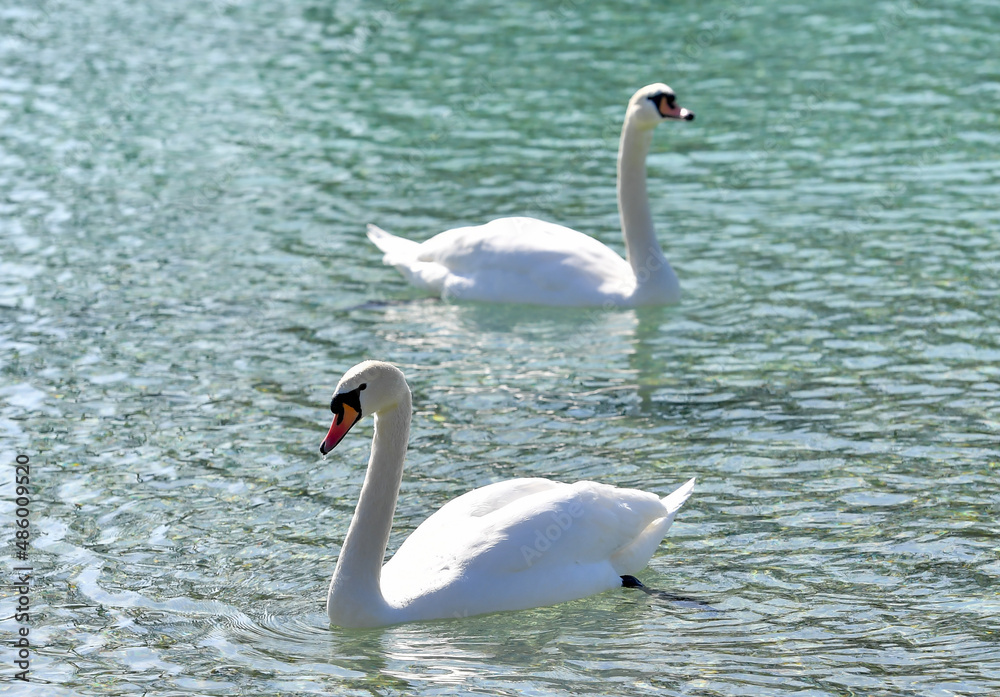 Fototapeta premium AUT, Schwan, Schwäne, Ente, Enten, Wasservogel, Wasservögel, Attersee, See, Wasser
