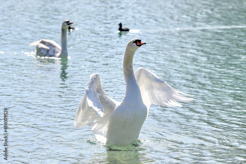 AUT, Schwan, Schwäne, Ente, Enten, Wasservogel, Wasservögel, Attersee, See, Wasser © hdostal/fodo.media