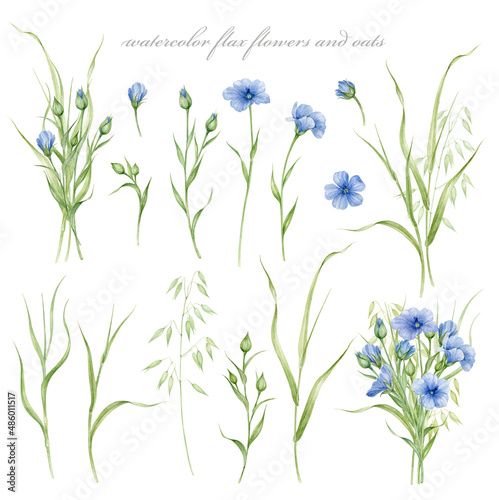 Set of watercolor illustrations - flax flowers and ears of oats with isolated background. photo