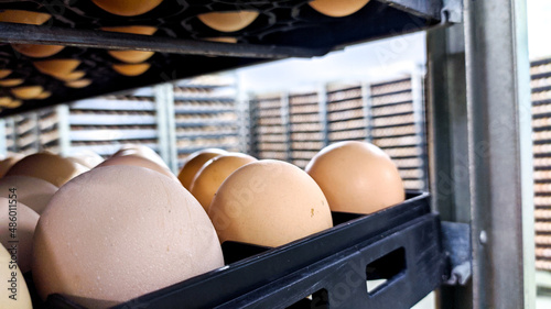 Chicken eggs in the trolley, are eggs that are ready to be hatched into the hatchery. temporary egg stock containers.selective focus on eggs. photo