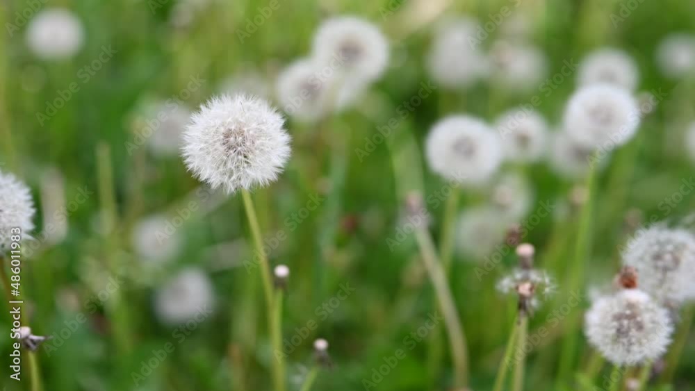 Glade of fresh meadow dandelions on a sunny spring day. Flowering dandelions. Excellent background for the expression of spring mood. Dandelion plant with a fluffy bud. Glade of fresh meadow dandelions on a sunny spring day. Flowering dandelions. Excellent background for the expression of spring mood. Dandelion plant with a fluffy bud.