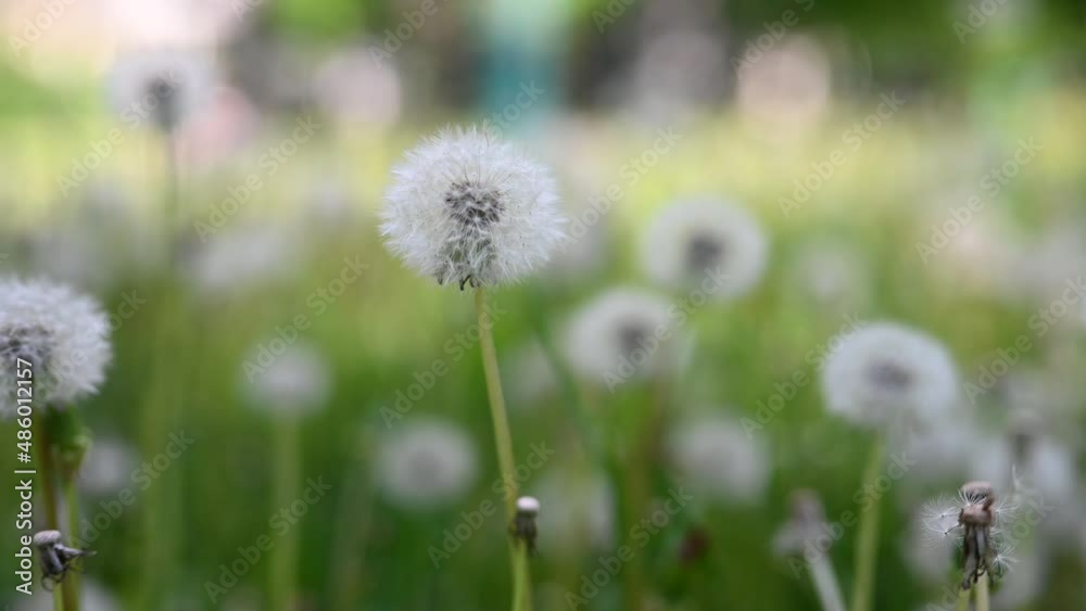 Glade of fresh meadow dandelions on a sunny spring day. Flowering dandelions. Excellent background for the expression of spring mood. Dandelion plant with a fluffy bud. Glade of fresh meadow dandelions on a sunny spring day. Flowering dandelions. Excellent background for the expression of spring mood. Dandelion plant with a fluffy bud.