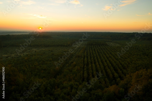 Aerial view of beautiful green autumn forest at sunset © New Africa
