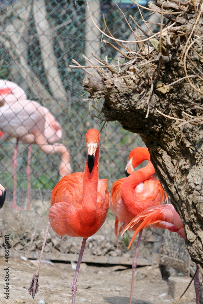 Fototapeta premium フラミンゴ|縦構図