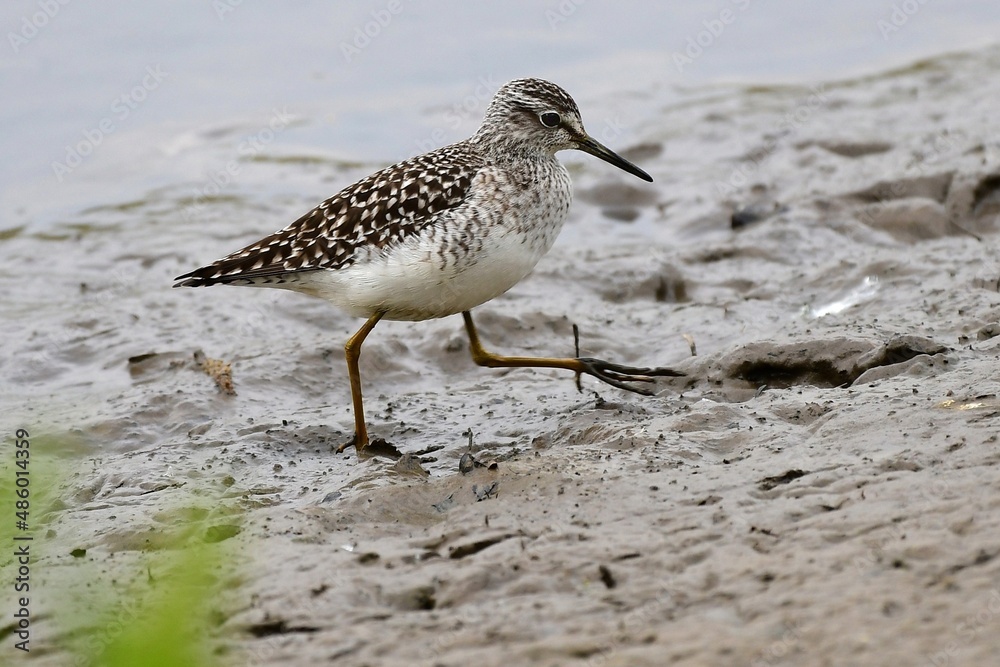 Ein Bruchwasserläufer (Tringa glareola) in seinem typischen Habitat. Ein Bruchwasserläufer (Tringa glareola) in seinem typischen Habitat.