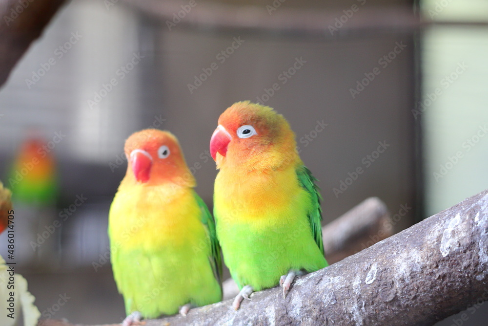 Fototapeta premium インコが二羽